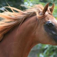 Cavalla ANICA, straight egyptian