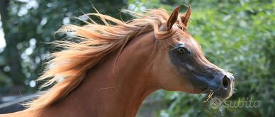 Cavalla ANICA, straight egyptian