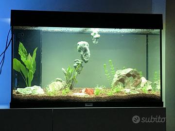 Acquario Jewel 120 litri