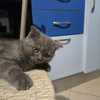 Gattini scottisch straight