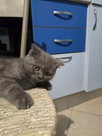 Gattini scottisch straight