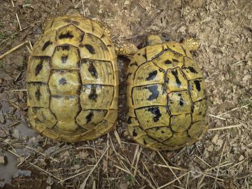 Tartarughe terrestri Testudo Hermanni Riproduttive