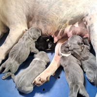 Staffordshire bull Terrier