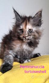 Splendidi cuccioli di Maine Coon