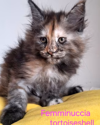 Splendidi cuccioli di Maine Coon
