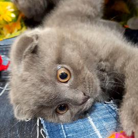 Cucciolo Scottish fold