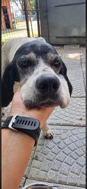 Pointer inglese dolcissima