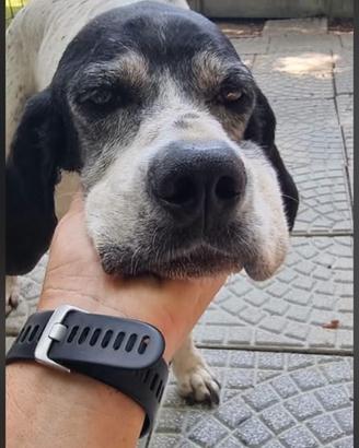 Pointer inglese dolcissima