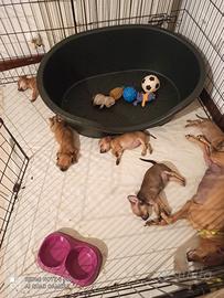 O cuccioli di pincher di Praga di due mesi