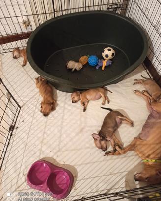 O cuccioli di pincher di Praga di due mesi