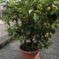  pianta di limone