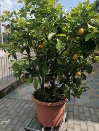  pianta di limone