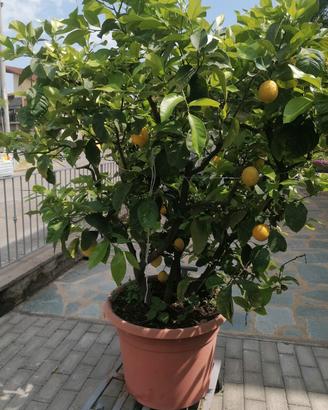  pianta di limone