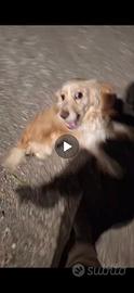 Cane setter inglese