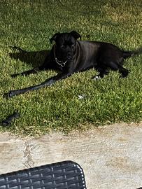 Cane corso femmina di 1 anno e mezzo