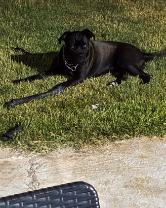 Cane corso femmina di 1 anno e mezzo