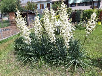 piante di yucca