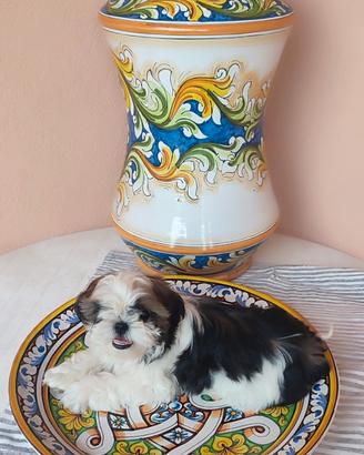 Cucciola di Shihtzu