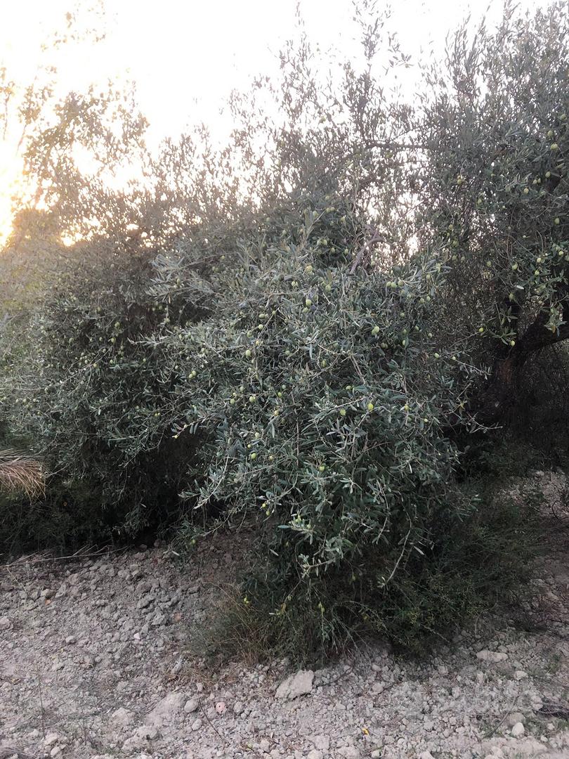 Uliveto di 43 piante di circa 90 anni - Vista 3