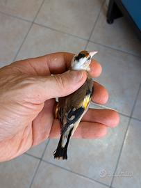 Coppia cardellini acianici