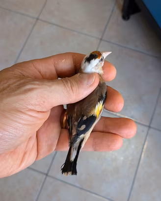 Coppia cardellini acianici