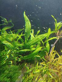 Felce di Giava Java Fern - Microsorum pteropus