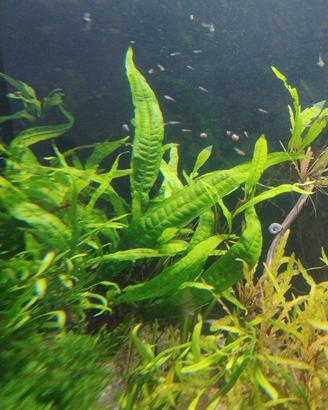 Felce di Giava Java Fern - Microsorum pteropus