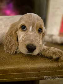 Cuccioli coker spaniel inglesi