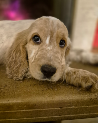 Cuccioli coker spaniel inglesi
