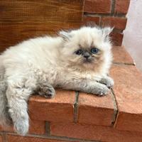 Ultimi cuccioli di persiano ipertipico