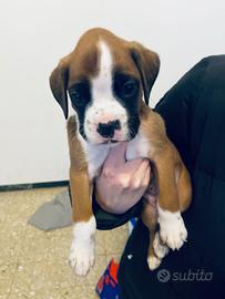 Cucciolo di Boxer