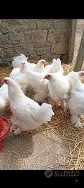 Galletti Brahma Total White 