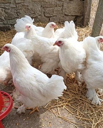 Galletti Brahma Total White 