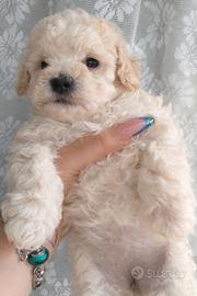 Barboncini toy maschietto e femminuccia