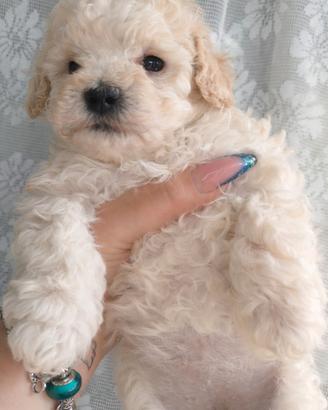 Barboncini toy maschietto e femminuccia