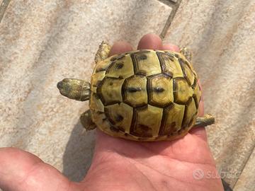 Tartarughe