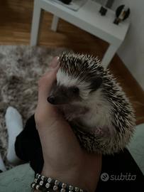 Riccio africano femmina