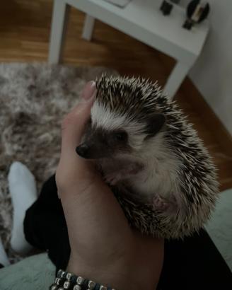 Riccio africano femmina