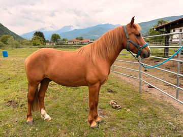 Pony