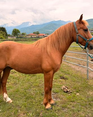 Pony