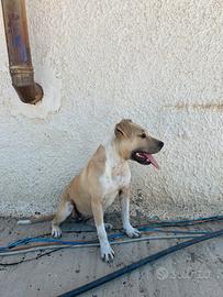 Cucciola pitbull