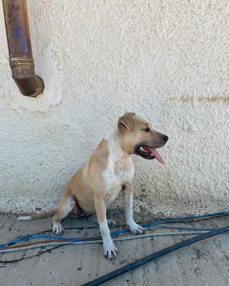 Cucciola pitbull