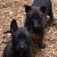 Cuccioli Pastore Belga