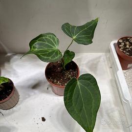 Pianta anthurium delta force