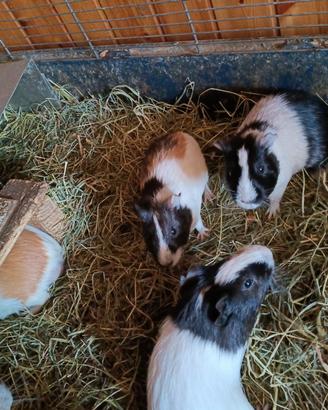 Cavie peruviane porcellini d india