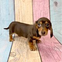 Bassotti Chocolat Nani Anche in 12 Rate