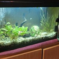 acquario 60 litri 60×30×40 come nuovo 