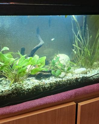 acquario 60 litri 60×30×40 come nuovo 