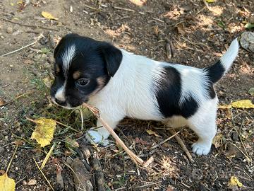 Jack Russell tricolore