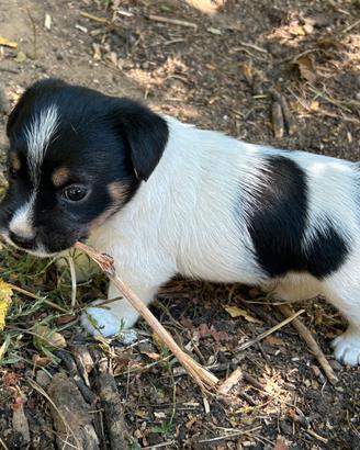 Jack Russell tricolore
